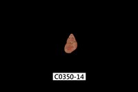 藏品(姬雉螺)的圖片